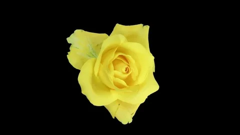 Rotating time-lapse of opening and closing April rose in RGB+ALPHA matte format Stock Footage