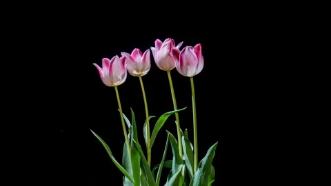 Rotating Time-Lapse of Pink Tulip Bouquet Blooming on Black Stock Footage 309527224