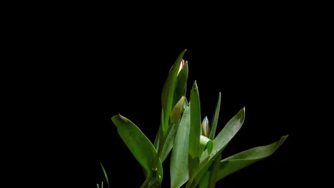 Rotating Time-Lapse of Pink Tulips with a Futuristic Cyan Accent Stock Footage 309527961