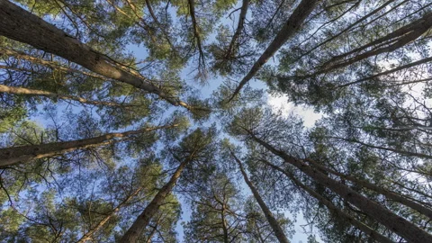 Rotating Timelapse of Pine Tree Forest Canopy Looking Up 6K - 2 Stock Footage 311017547