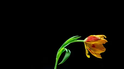 Rotating Timelapse of a Red-Yellow Variegated Tulip Blooming on Black Stock Footage 309525901