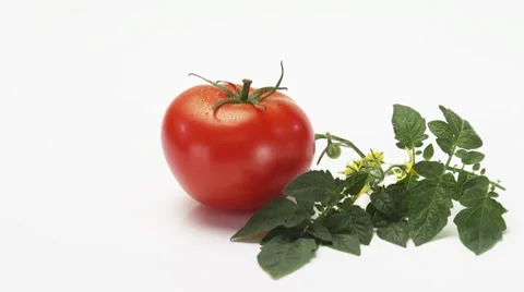 Rotating tomato and stem with leaves and flowers Stock Footage 8571131