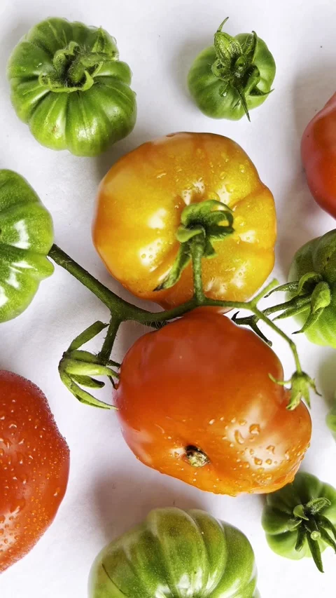 Rotating Tomatoes Potrait Stock Footage 328572017