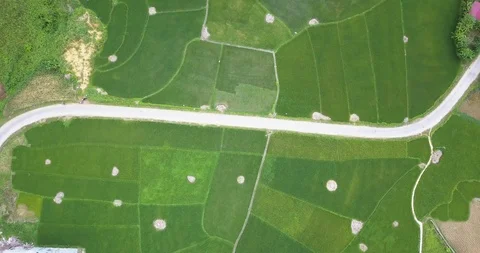 Rotating Top down drone shot of rice fields in Vietnam Stock Footage 97428999
