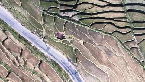 Rotating Top-Down Drone View Of A Curved Road Through Geometric Terraced Fie Stock-Footage 346809167