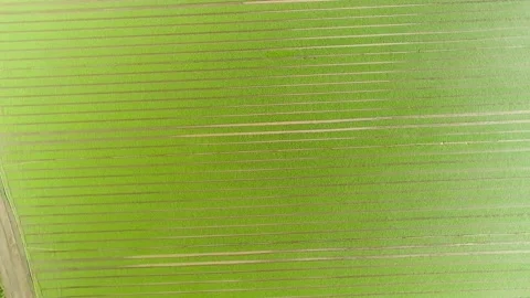 Rotating Top Down Shot of Greed Wide Field Видео 161812126