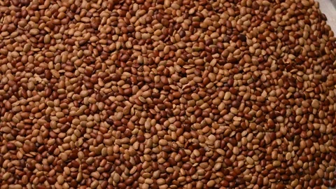 Rotating Top View of Horse Gram (Kulthi Dal) – Brown Lentil Texture Footage Stock Footage 329358748