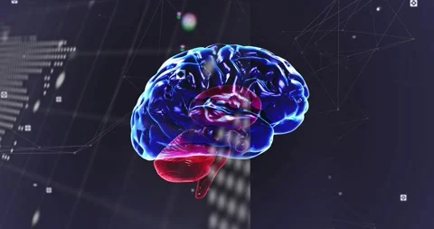 Rotating translucent 3D brain showing blue-magenta-red regions in virtual data Stock Footage 333829862