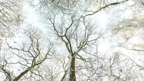 Rotating tree canopy covered in snow Video stock 98824089