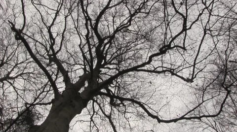 Rotating tree Stock Footage 47992630