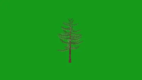 Rotating tree motion graphics with green screen background Stock Footage 147881280
