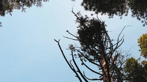 Rotating Tree Tops Stock Footage 188805843