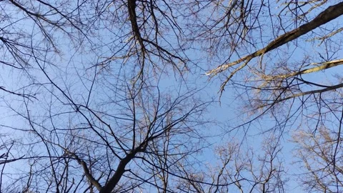 Rotating trees in the forest, 4k video footage background Stock Footage 167819765