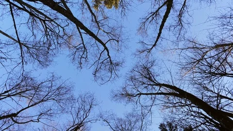 Rotating trees looking upward Stock Footage 104882040