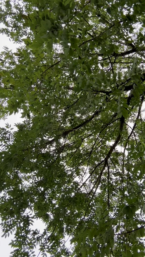 Rotating treetop Stock Footage 254926739