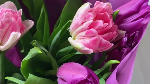 Rotating tulips on a white background. Stock Footage 150789577