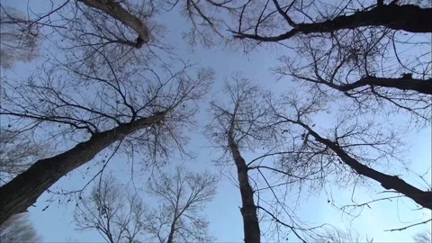 Rotating under the tree to shoot the canopy Stock Footage 249506186