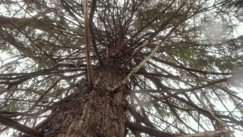 Rotating Under Tree on Winter Day Vídeo Stock 234430826