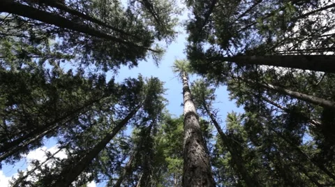 Rotating uplooking forest shot Stock Footage 40341100