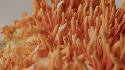 Rotating Upward Macro Movement Across Dense Cordyceps Colony Vídeos de archivo 329787928
