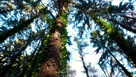 Rotating Upward View of Forest Tree Video stock 329419015