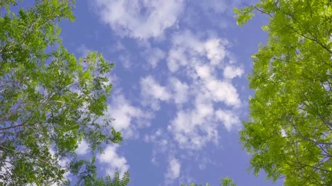 Rotating Upward View of Sky through Lush Green Leaves Vídeos de archivo 341856385