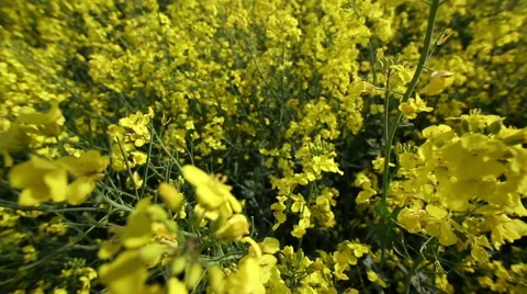 Rotating upwards view through yellow crop flowers Stock Footage 50068762