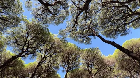 Rotating video of forest canopy under bright blue sky spinning camera movement 스톡 동영상 345234095