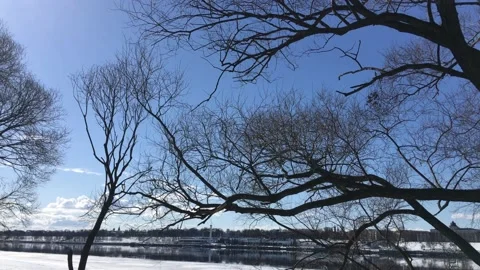 Rotating view of bare tree branches in early spring Stock Footage 152141813