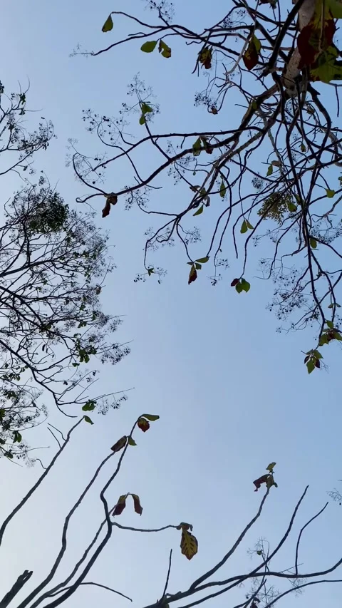 Rotating View of Bare Tree Branches Against Blue Sky Vídeos de archivo 345152327