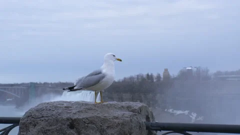 Rotating View of Bird on Rock with Niagara Falls in Background Video stock 130851346