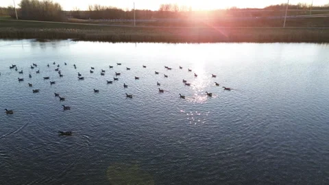 Rotating view of canada geese in a pond preparing for migration Stock Footage 257098223