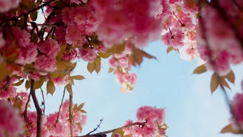 Rotating View of Cherry Blossom Branch from Below – Spinning Upward Shot Stock Footage 307289233