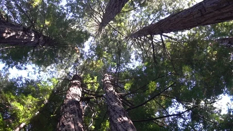 Rotating View on Giant Redwoods from Below Stock Footage 116683071