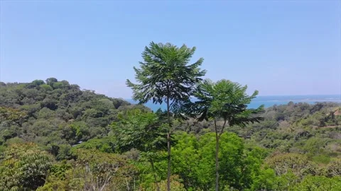 Rotating view of green tree top, overlooking tropical hillside and ocean Stock Footage 154351414