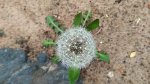 Rotating view looking directly down onto a perfect dandelion fluff Stock Footage 108685588