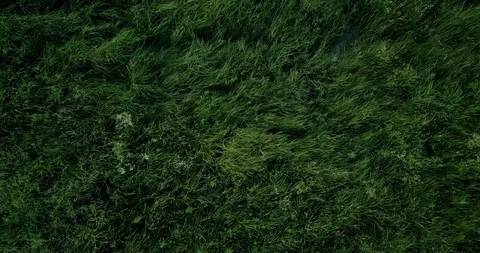 Rotating View of Lush Green Grass Stock Footage 127511098