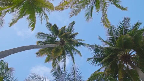 Rotating view of palm trees, low angle shot Stock Footage 125634878