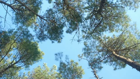 Rotating view of pine trees on blue sky background at sunny day. Stock Footage 311474709