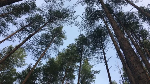 Rotating view of pine trees Stock Footage 152466750
