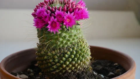 Rotating view of pink cactus flowers in pots Vídeo Stock 130587319
