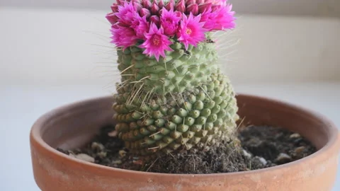 Rotating view of pink cactus flowers in pots 動画素材 136653904