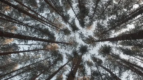 Rotating view of the sky and the tops of pines in the forest Stock Footage 127750287