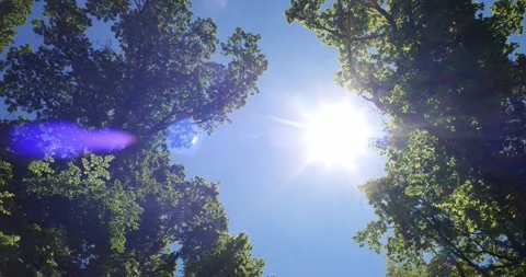 Rotating View of Sun Starburst through Green Forest Canopy Stock Footage 334165812