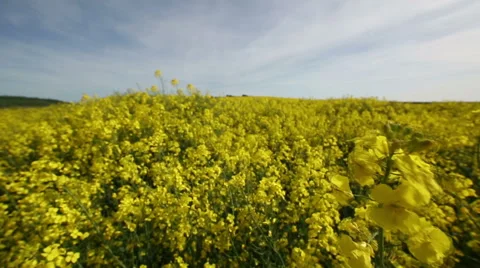 Rotating view through yellow flower crop fields 스톡 동영상 50066251