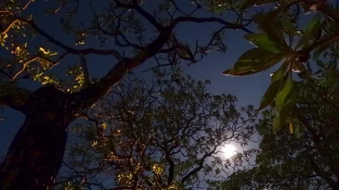 Rotating view of time-lapse night sky seen through tropical mangrove trees. Stock Footage 314778671
