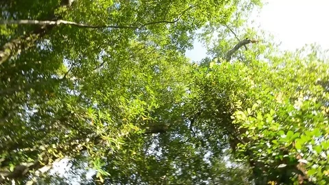 Rotating view of tree up high Stock Footage 104039456