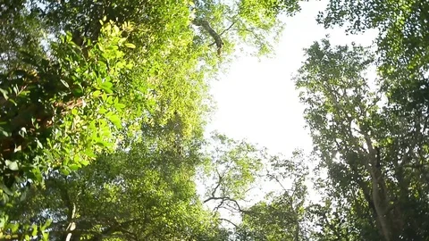 Rotating view of tree up high Stock Footage 104039470