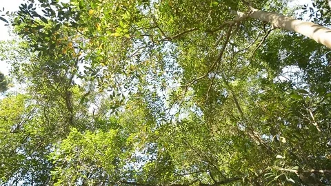 Rotating view of tree up high 스톡 동영상 104039568