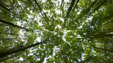 Rotating View of Tree Tops from the Forest Floor, with Sound Stock Footage 56439776